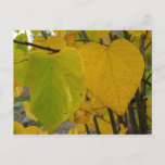 Pair of Fall Redbud Leaves Autumn Photography Postcard