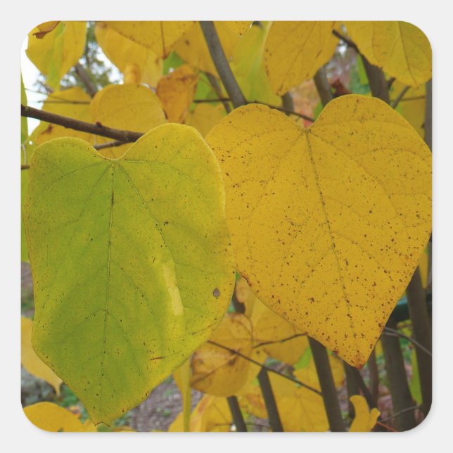 Pair of Fall Redbud Leaves Autumn Photography Square Sticker (Front)