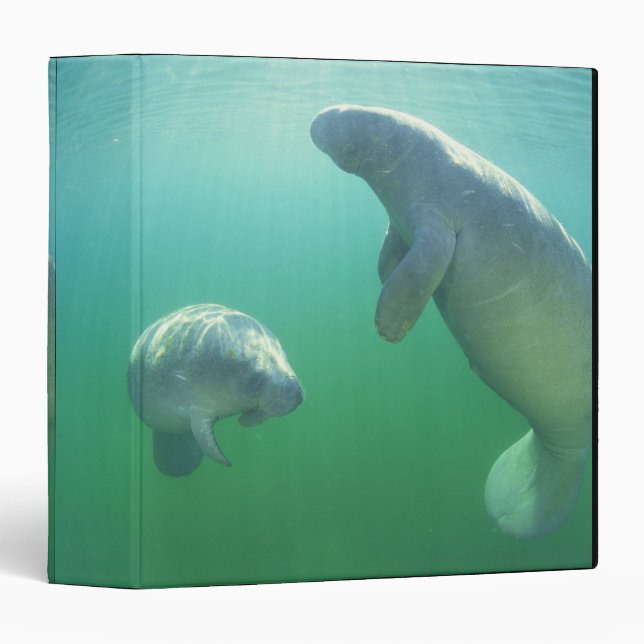 Pair of florida manatees swimming binder (Front/Spine)