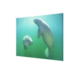 Pair of florida manatees swimming canvas print