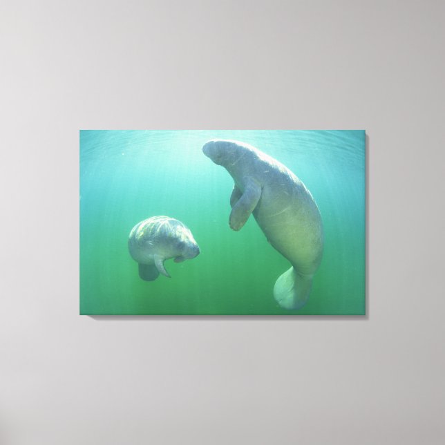 Pair of florida manatees swimming canvas print (Front)