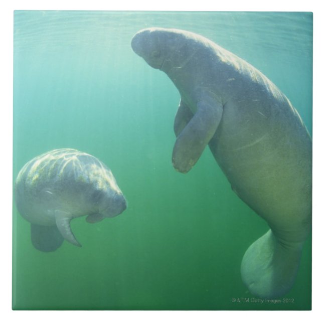 Pair of florida manatees swimming ceramic tile (Front)