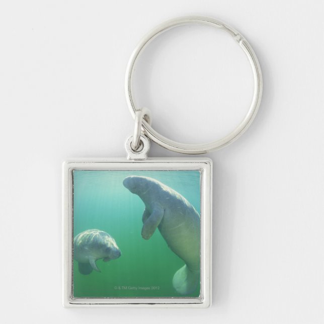 Pair of florida manatees swimming keychain (Front)