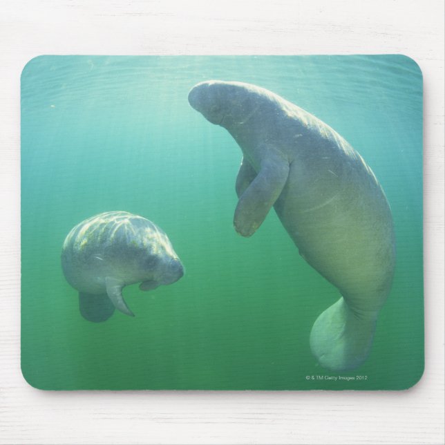 Pair of florida manatees swimming mouse pad (Front)