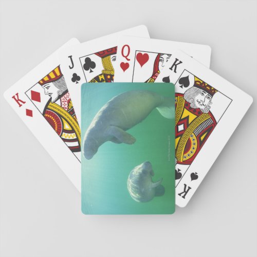 Pair of florida manatees swimming poker cards