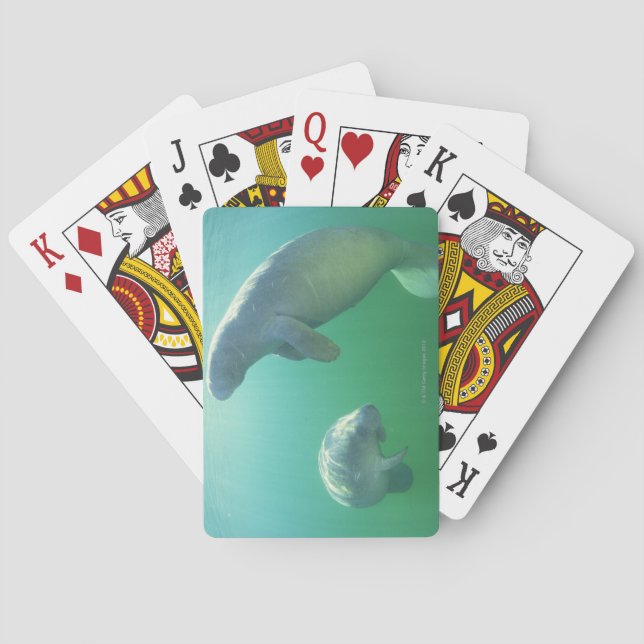 Pair of florida manatees swimming poker cards (Back)