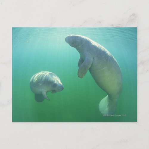 Pair of florida manatees swimming postcard