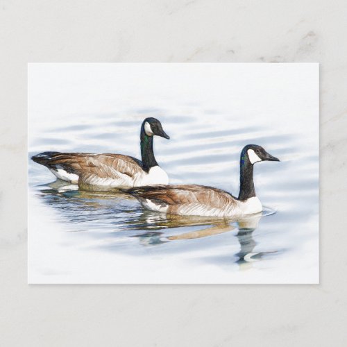 Pair of Geese Postcard