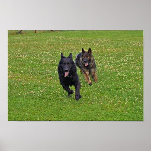 Pair of German Shepherds Poster