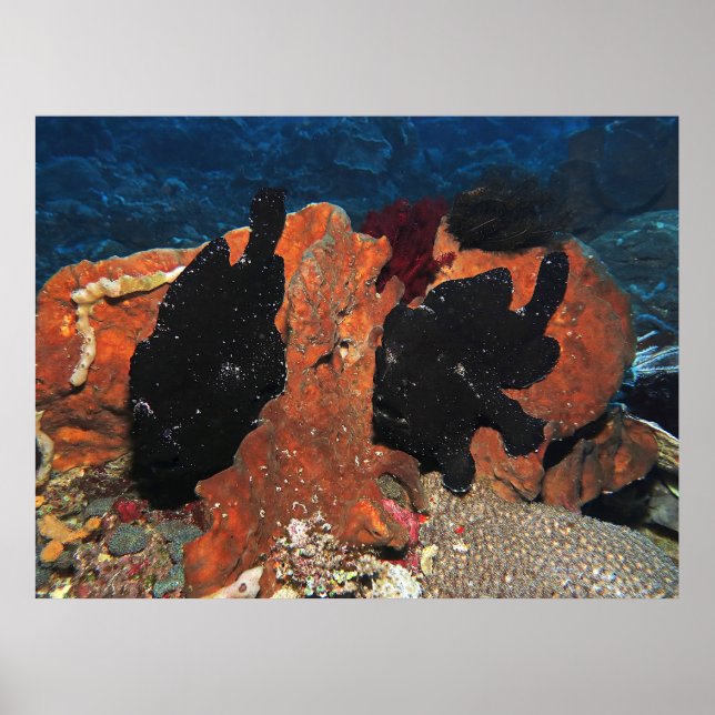 Pair of Giant Frogfish Poster (Front)