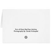 Pair of Giant Red Sea Urchins Cards (Back Horizontal)