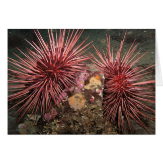 Pair of Giant Red Sea Urchins Cards