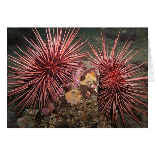 Pair of Giant Red Sea Urchins Cards (Front Horizontal)