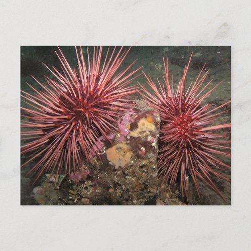 Pair of Giant Red Sea Urchins Postcard