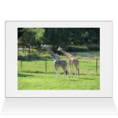 Pair of Giraffes (Inside Horizontal (Top))