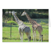 Pair of Giraffes (Front Horizontal)