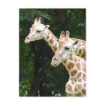 Pair of Giraffes  Postcard