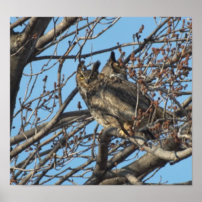 PAIR OF GREAT HORNED OWLS 2 (Bubo virginianus) Poster (Front)