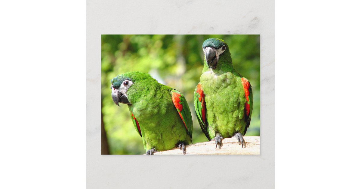 Pair Of Green Parrots Postcard | Zazzle