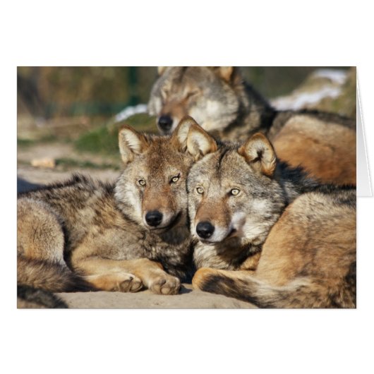pair of grey wolves (Front Horizontal)