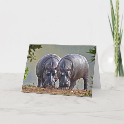 Pair of Hippos Card