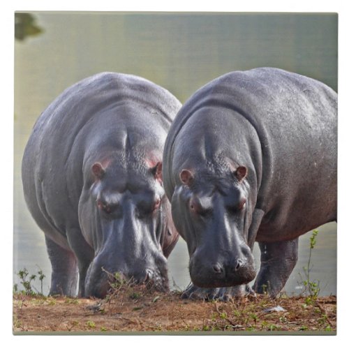 Pair of Hippos Ceramic Tile