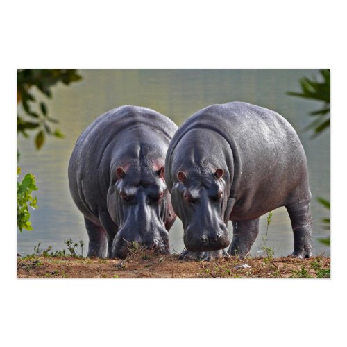 Pair of Hippos Poster