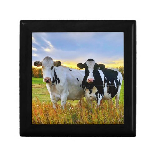 Pair of Holstein Cows in Autumn Pasture Gift Box