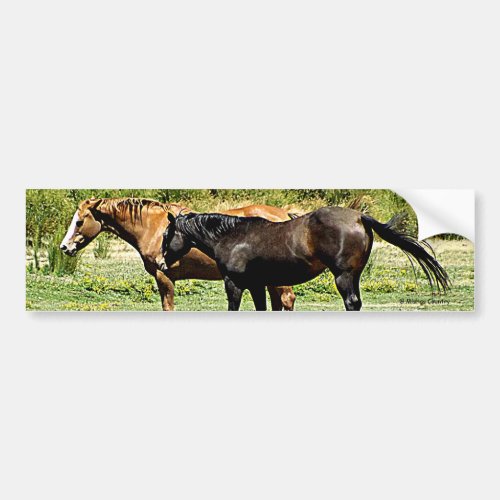 Pair of Horses Bumper Sticker