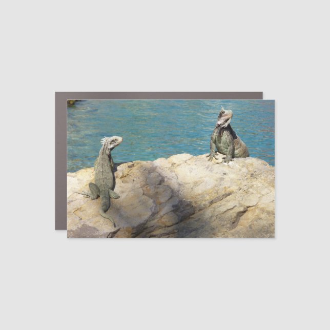 Pair of Iguanas Tropical Wildlife Photography Car Magnet (Front)