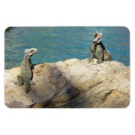 Pair of Iguanas Tropical Wildlife Photography Magnet