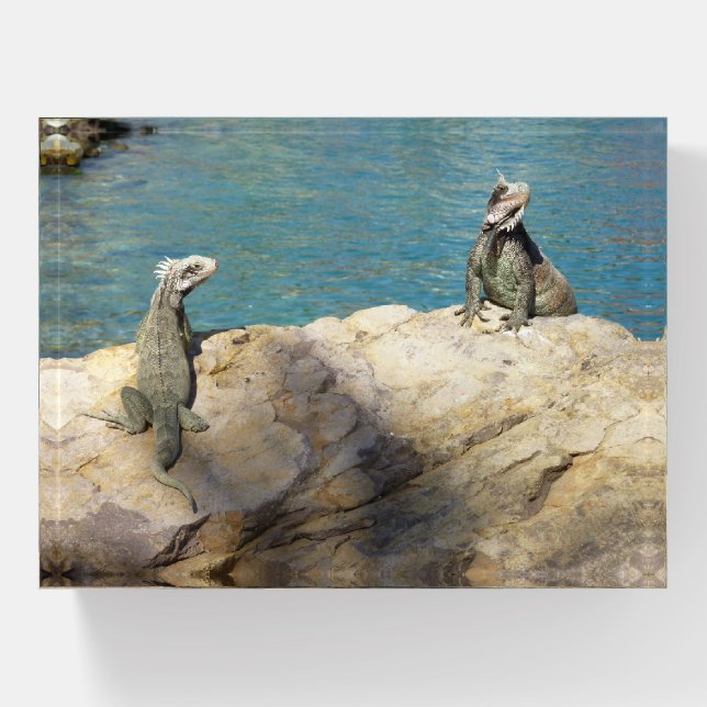 Pair of Iguanas Tropical Wildlife Photography Paperweight (Front)