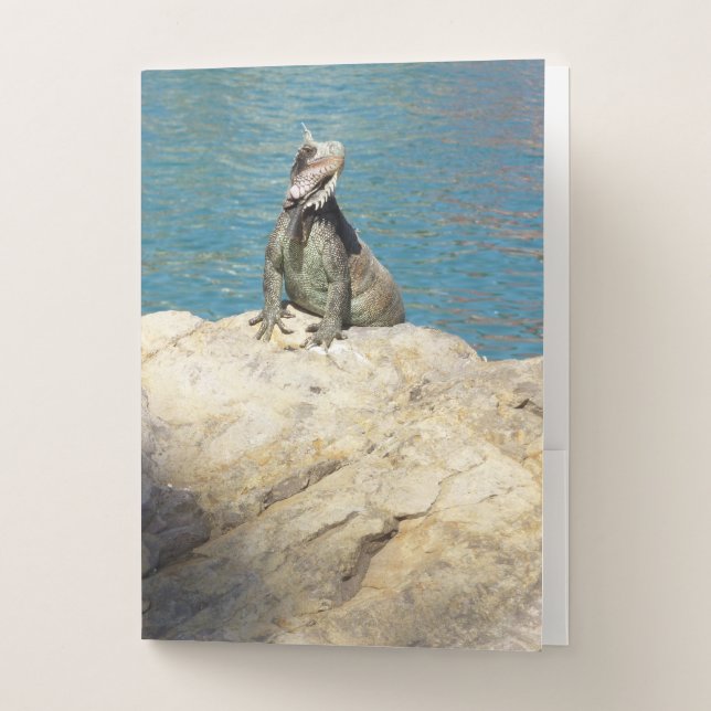 Pair of Iguanas Tropical Wildlife Photography Pocket Folder (Front)