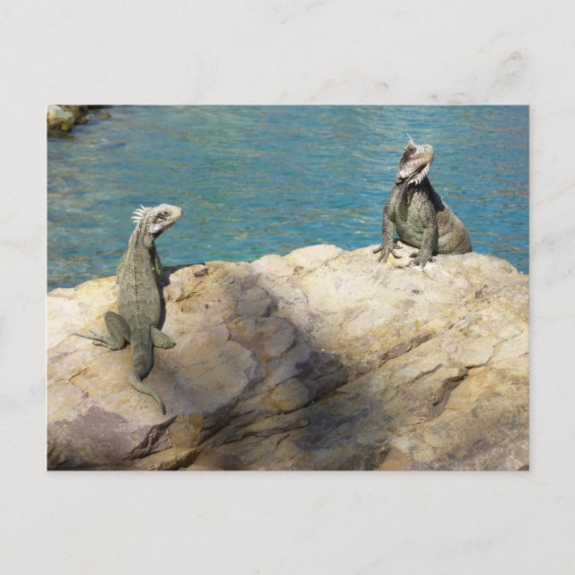 Pair of Iguanas Tropical Wildlife Photography Postcard (Front)