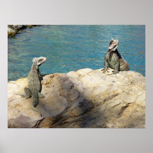 Pair of Iguanas Tropical Wildlife Photography Poster