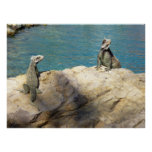 Pair of Iguanas Tropical Wildlife Photography Poster