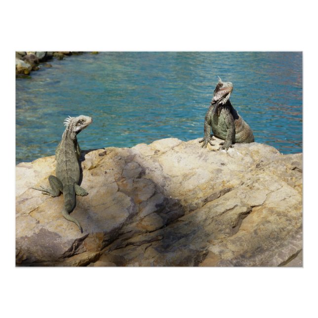 Pair of Iguanas Tropical Wildlife Photography Poster (Front)