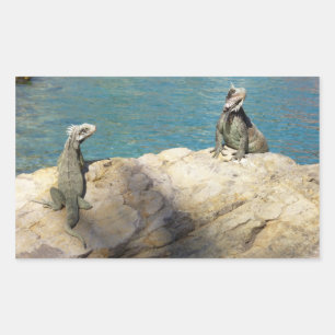 Pair of Iguanas Tropical Wildlife Photography Rectangular Sticker