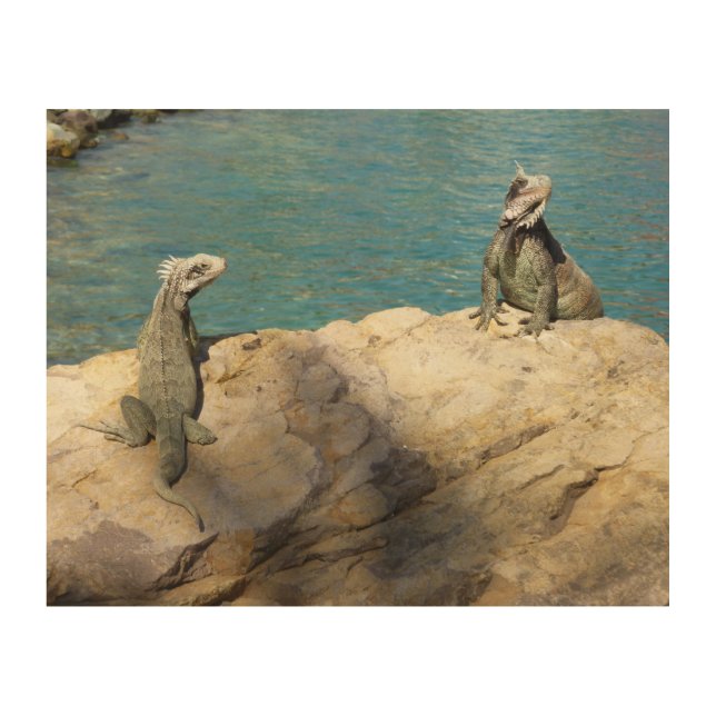 Pair of Iguanas Tropical Wildlife Photography Wood Wall Art (Front)