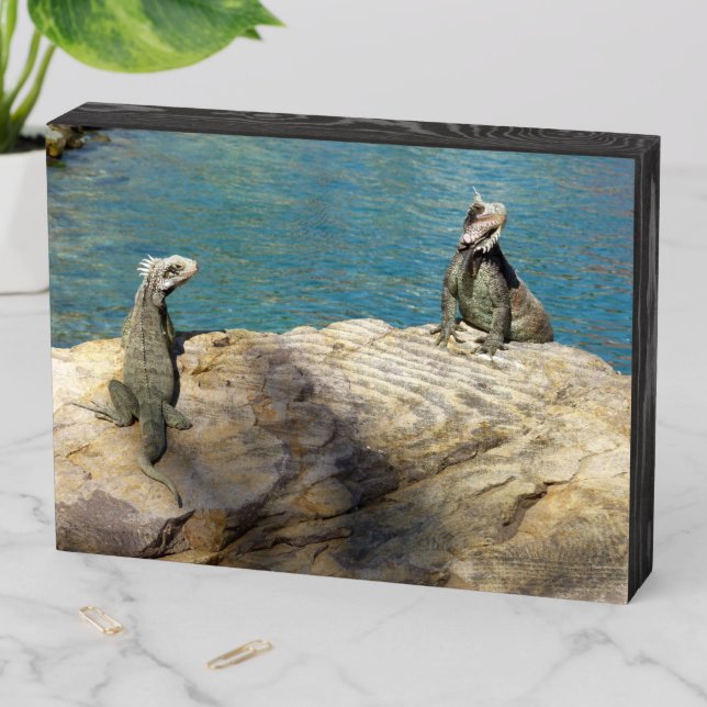 Pair of Iguanas Tropical Wildlife Photography Wooden Box Sign (In Situ Horizontal)