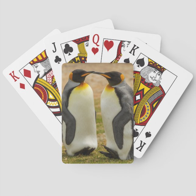 Pair of King Penguins, Falklands Poker Cards (Back)