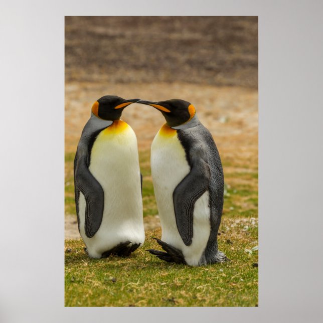 Pair of King Penguins, Falklands Poster (Front)