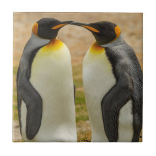 Pair of King Penguins, Falklands Tile