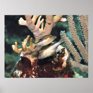 Pair of Little Puffers Poster