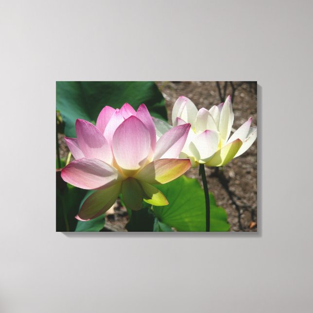 Pair of Lotus Flowers I Canvas Print (Front)