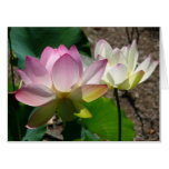 Pair of Lotus Flowers I Card