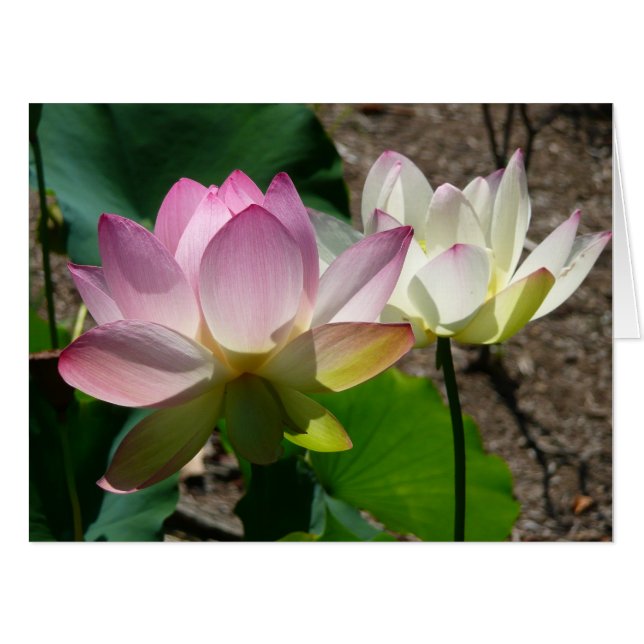 Pair of Lotus Flowers I Card (Front Horizontal)