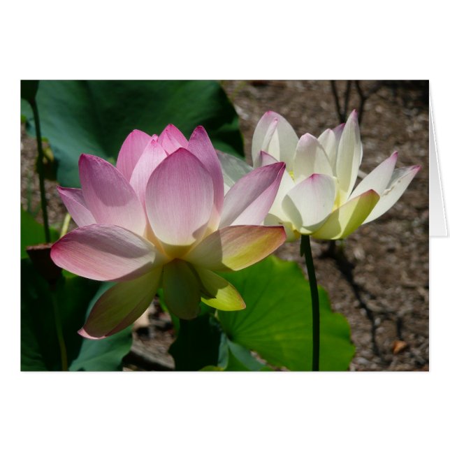Pair of Lotus Flowers I Cards (Front Horizontal)