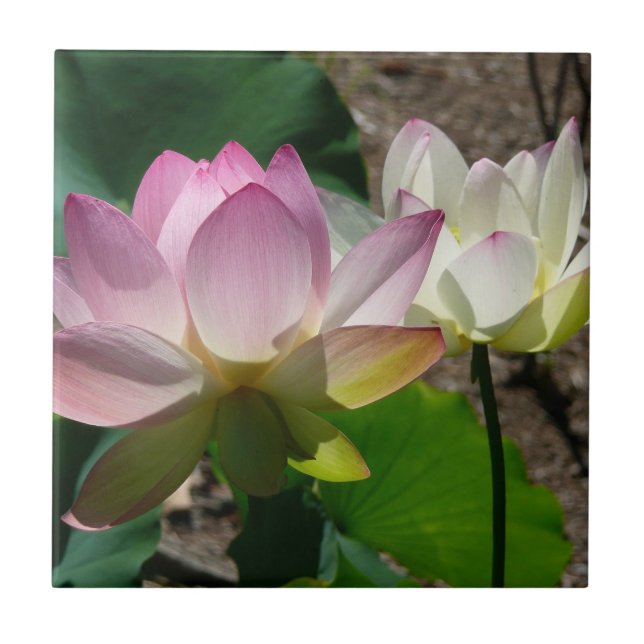 Pair of Lotus Flowers I Ceramic Tile (Front)