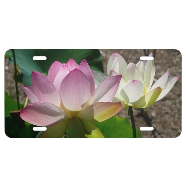 Pair of Lotus Flowers I License Plate | Zazzle